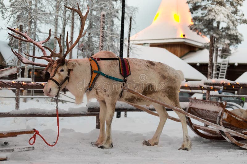 Christmas reindeer in the village of Santa Claus.