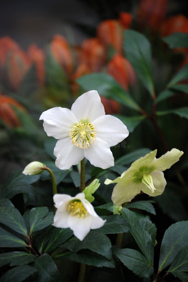Christmas rose stock photo. Image of plant, european 28065492