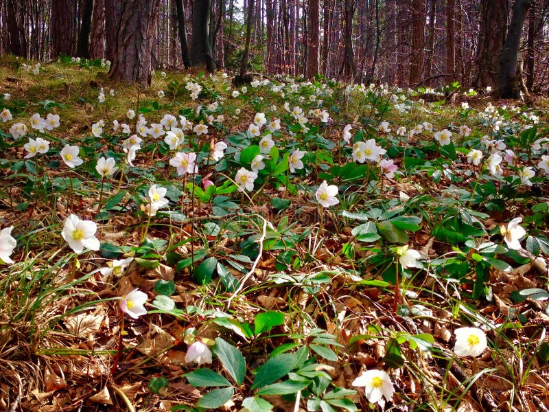 christmas-rose-helleborus-niger-spring-forest-121851635.jpg