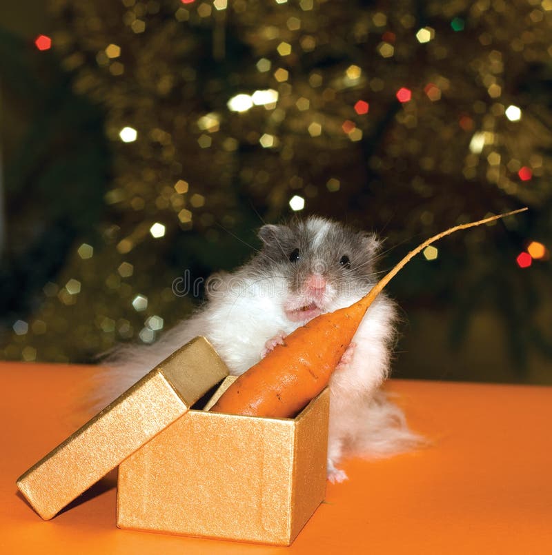 Christmas s gift for curiosity hamster