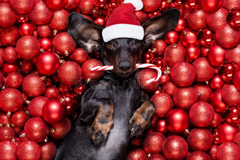 Giáng sinh đã đến, bạn đã có hình nền ấn tượng cho thiết bị của mình chưa? Không bao giờ là quá sớm để tải về những bức tranh ông già Noel, chú chó dễ thương và những quả bóng Noel tuyệt đẹp từ chúng tôi để trang trí thiết bị của bạn.