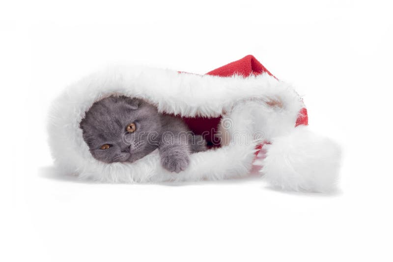 Christmas scottish fold kitty