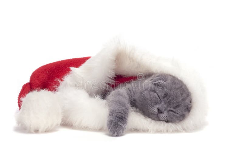 Christmas scottish fold kitty