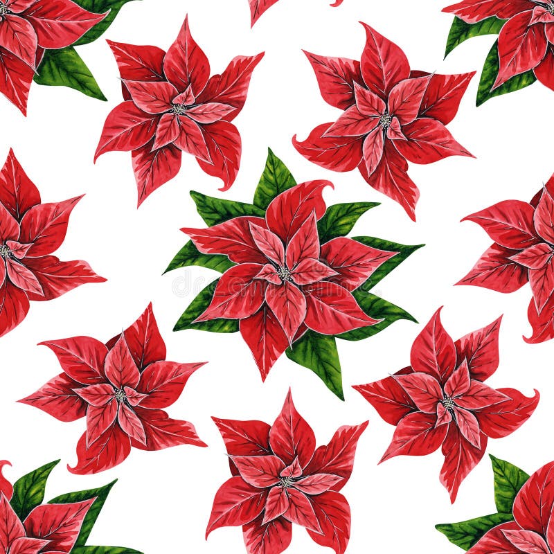 Christmas seamless pattern with poinsettia flowers, hand painted watercolor illustration isolated on white background. Floral illustration for Christmas decoration, postcards, invitations