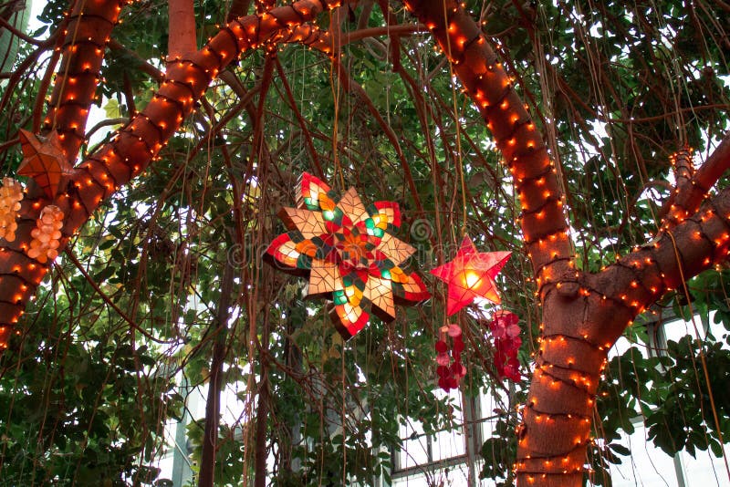 Frederik Meijer Gardens - Grand Rapids, MI, USA - December 14th 2019:  Christmas star lit up in the tropical greenhouse at the Fre