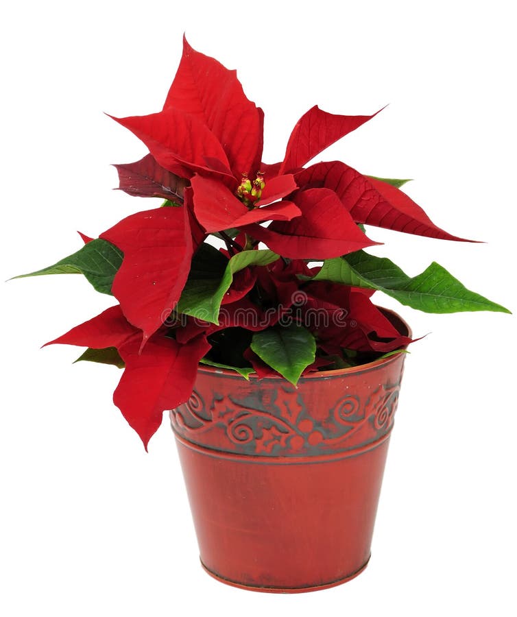 Red Poinsettia. Christmas Flower with Golden Deco Stock Image Image of card, merry 22128053