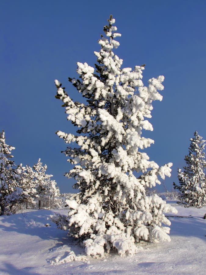 Christmas tree royalty free stock image