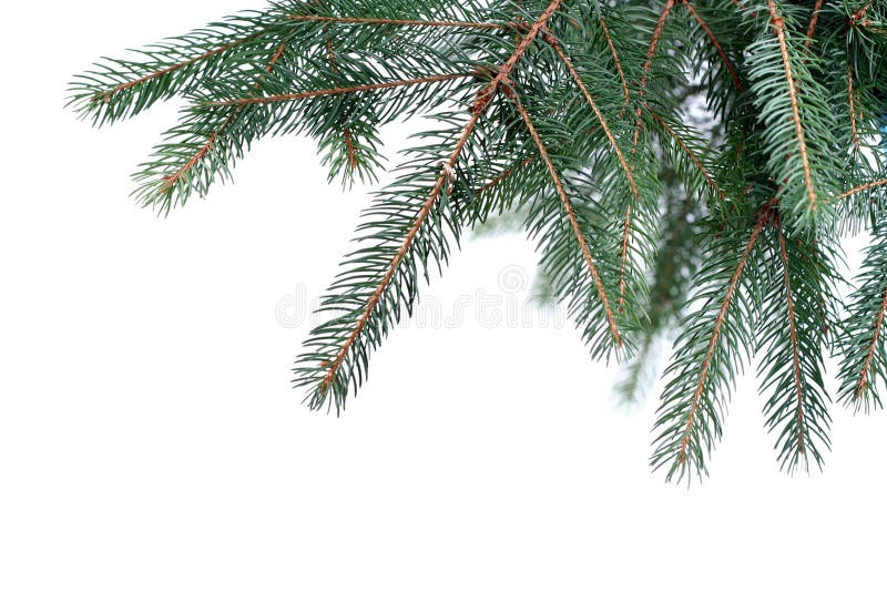 Christmas Tree Branches Border Over White Stock Photo - Image of