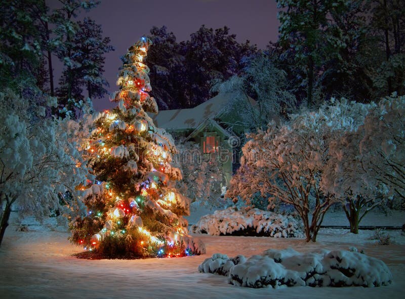 Schnee bedeckt outdoor-Weihnachtsbaum mit bunten Lichtern.