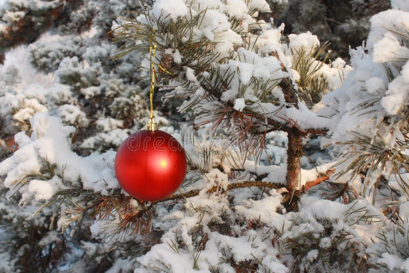 Christmas Tree Ball Decoration Stock Photo Stock Image Image of