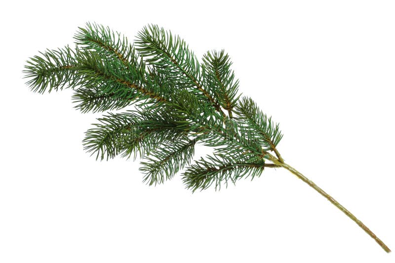 Christmas tree branch