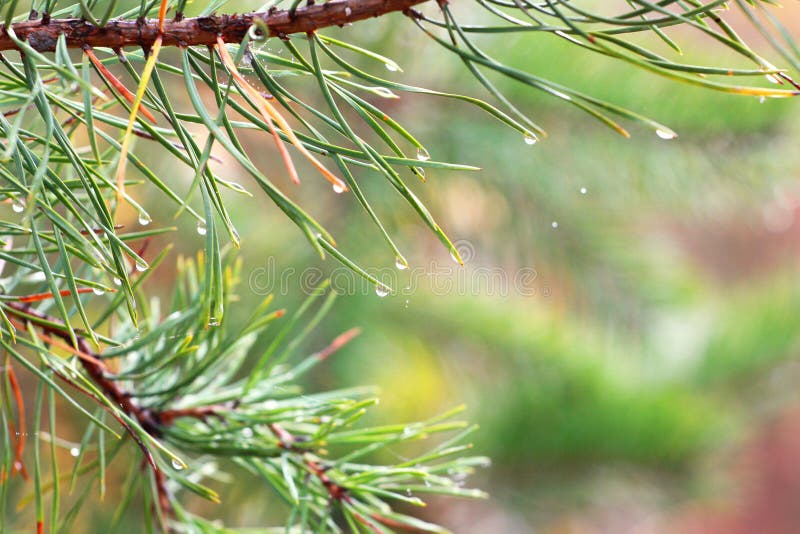 Drops on Pine Needles in the Forest after the Rain, Horizontal Stock