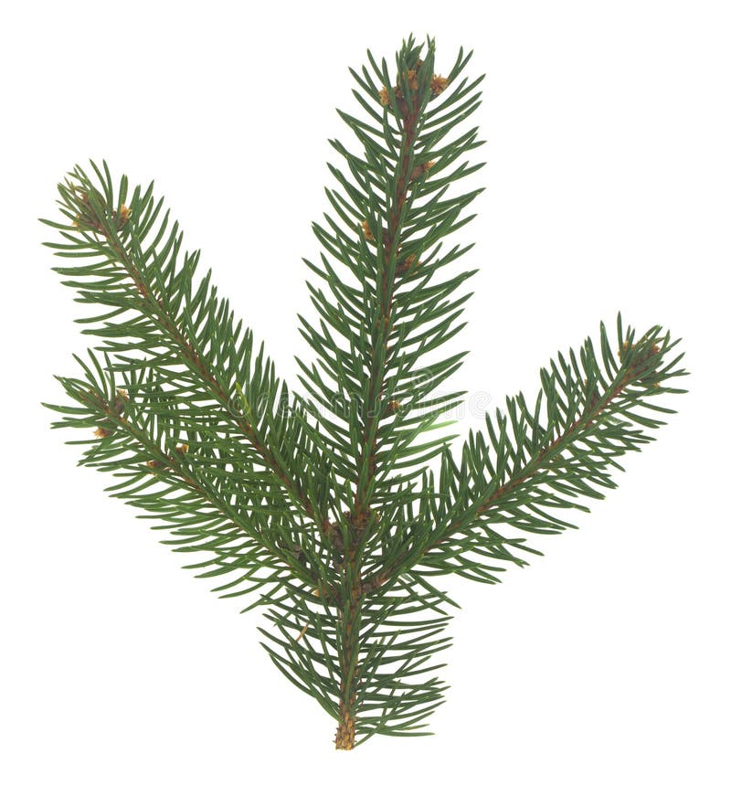 Christmas Tree Branch Isolated on White Background Stock Image Image