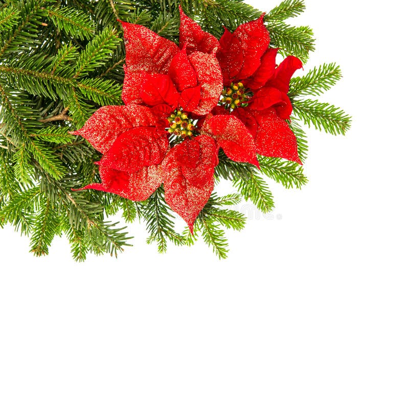 Christmas Tree Branch Red Poinsettia Flower Over White Stock Photos ...
