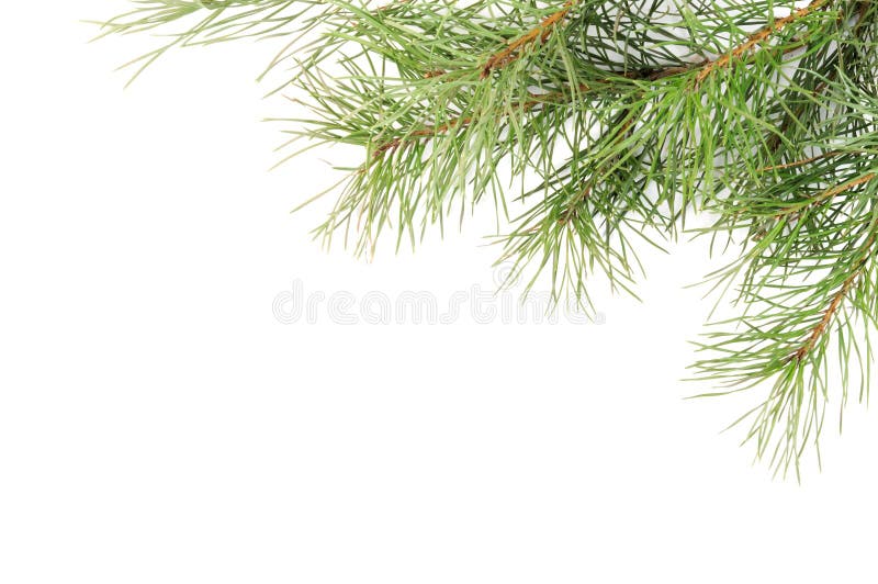 Christmas tree branches