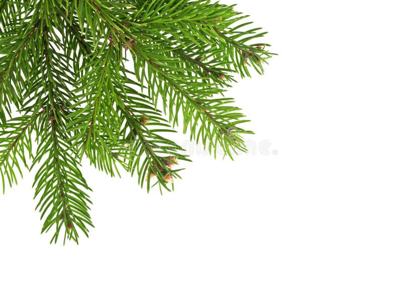 Christmas Tree Branches Border Over White Stock Image Image of