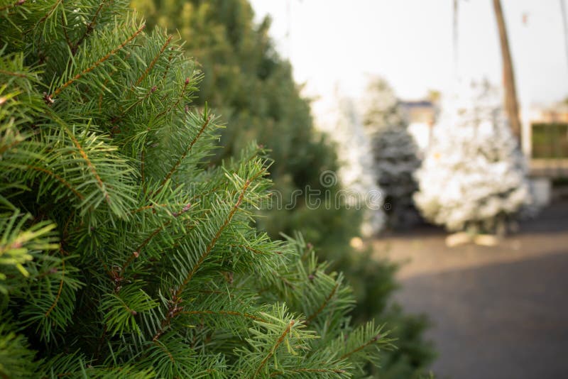 Christmas tree lot stock photo. Image of farm, arrangement 165610524