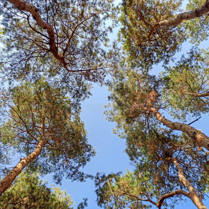 Christmas Tree Branches and Needles on a Background of Blue Sky Stock