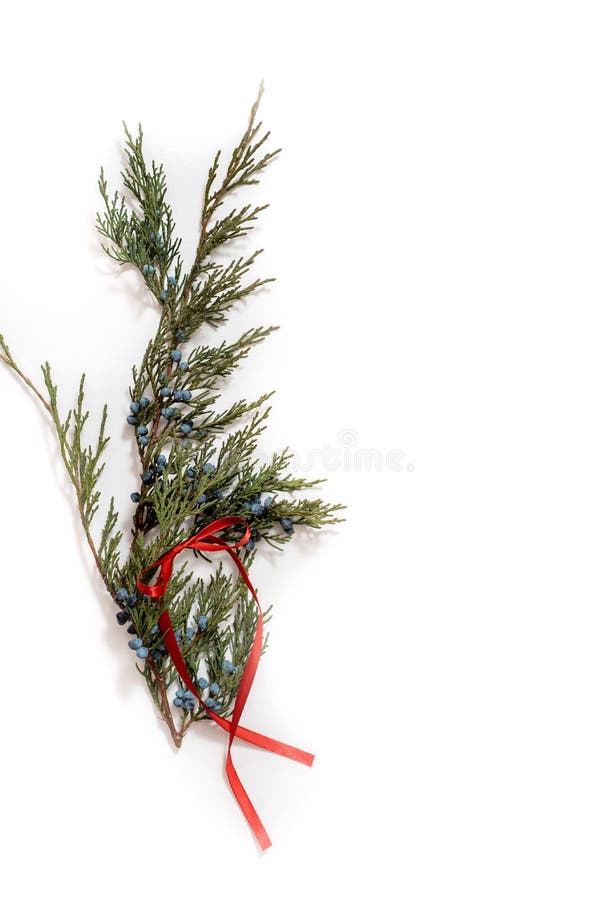 Christmas tree evergreen branches on a white background Stock Photo