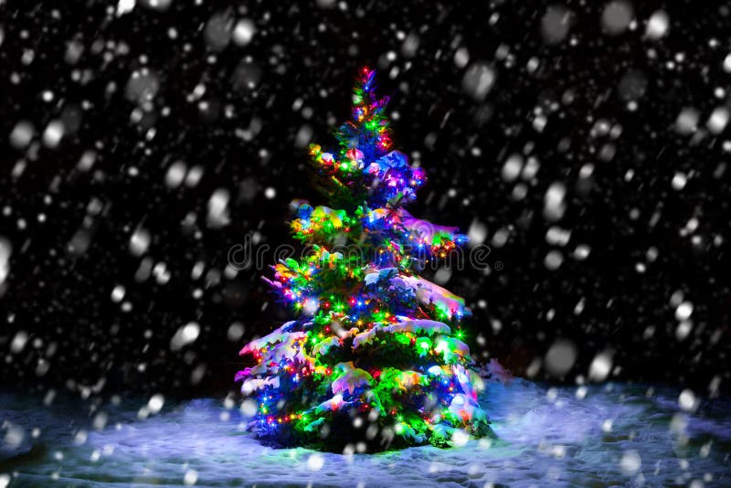 Christmas tree stock photo. Image of winter, flurry, park 65921400