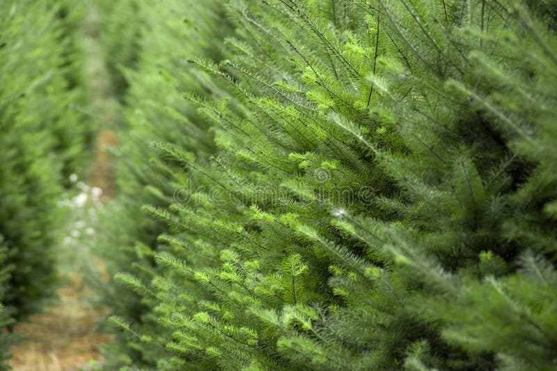 Christmas tree farm stock photo. Image of country, tagged 11715206