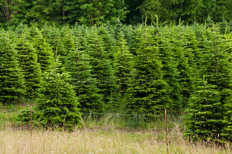 Christmas Tree Farm stock images