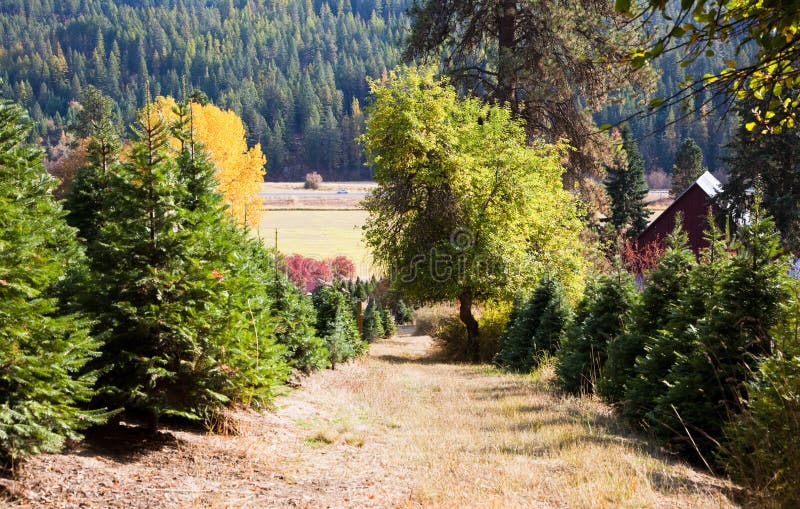 Christmas Tree Farm stock photo. Image of copyspace, farming 20282924