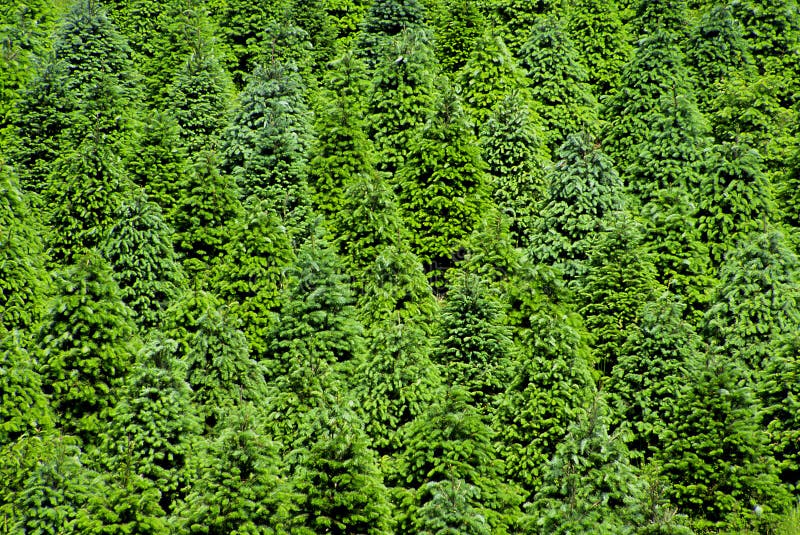 Christmas Tree Farm stock image. Image of evergreen, green 694701
