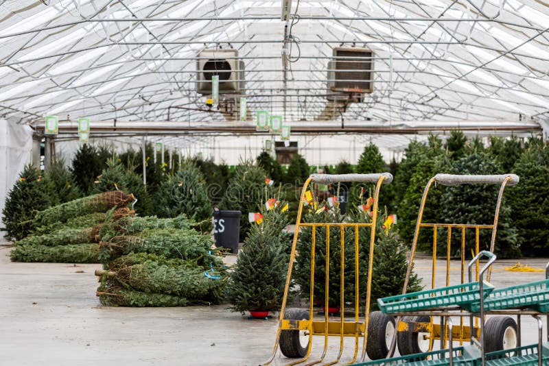 Christmas tree farm stock photo. Image of evergreen, christmas 47345110
