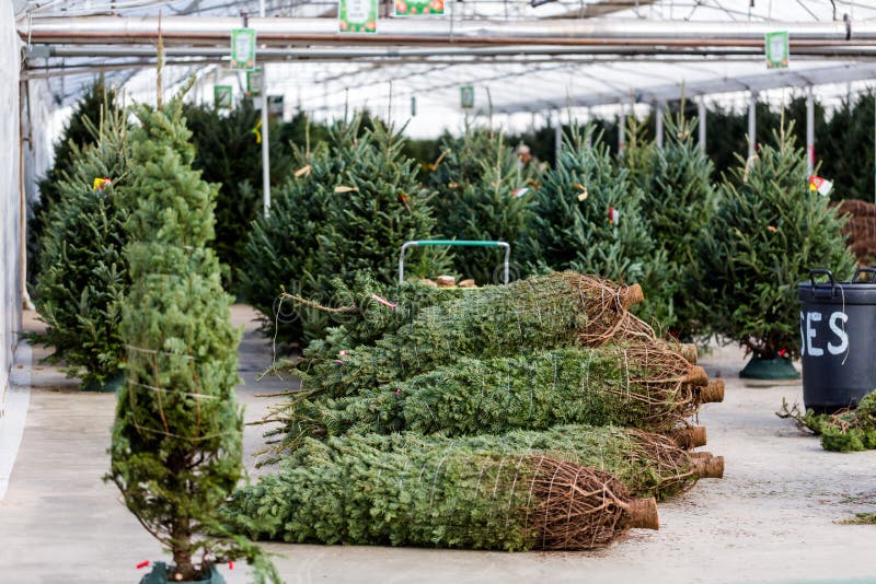 Christmas tree farm stock image. Image of tree, farm 47346061