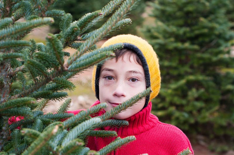 Christmas tree farm stock image. Image of outdoors, look 62265943