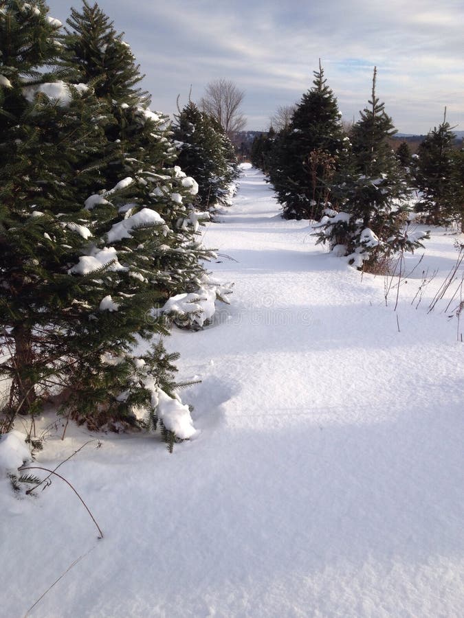 Christmas tree farm snow stock photo. Image of pine, snow 47759880