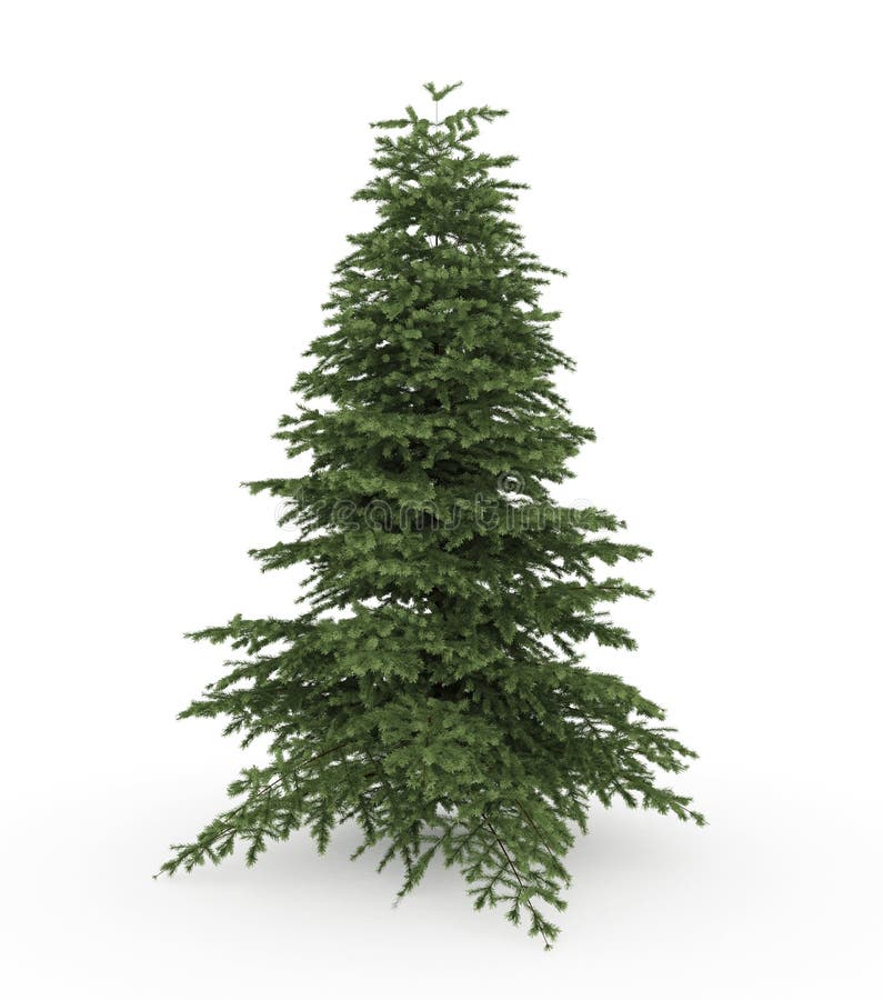 Christmas tree fir