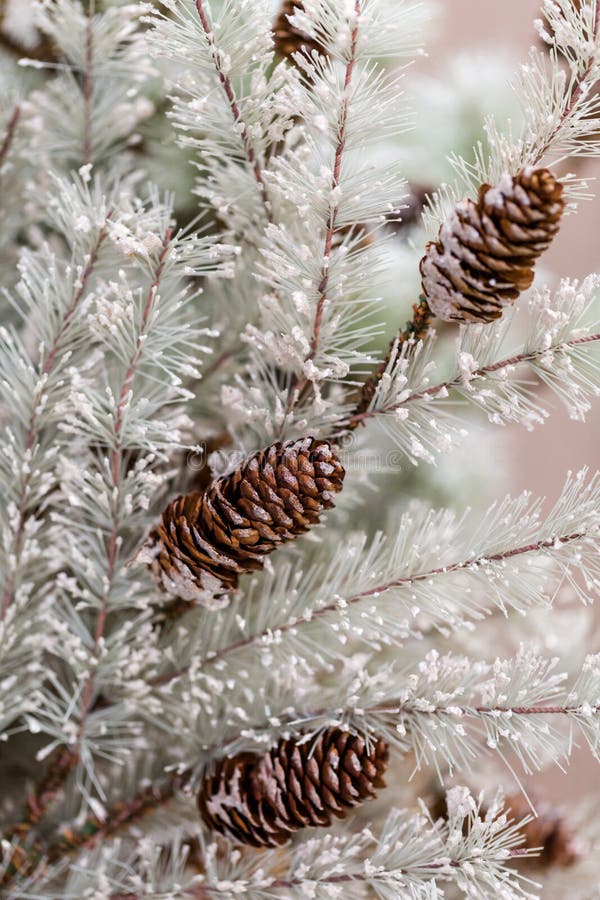 Christmas tree farm stock photo. Image of conifer, pine 47345286