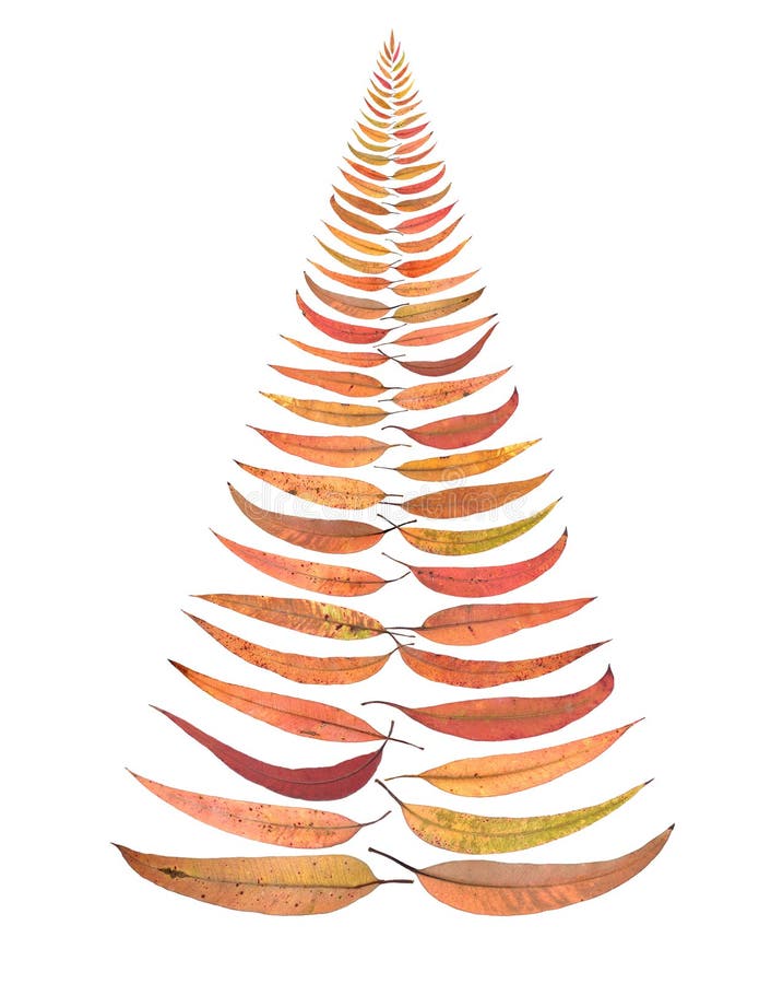 Australia Australian Christmas Tree Leaves Stock Photo 