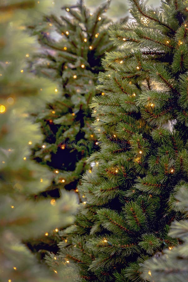 Christmas Tree with Yellow Lights Stock Image Image of season
