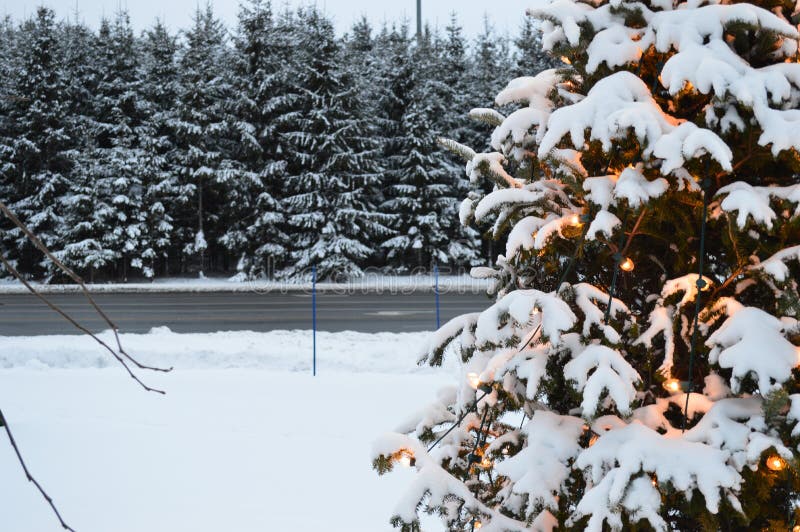 Christmas tree and lights, firs and snow