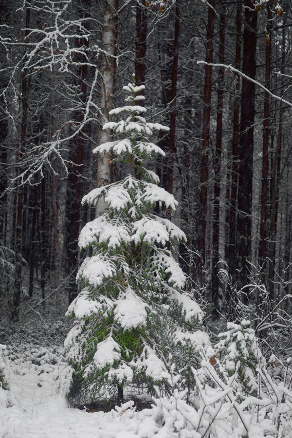 Christmas Tree in Natural Habitat Stock Image Image of beautiful