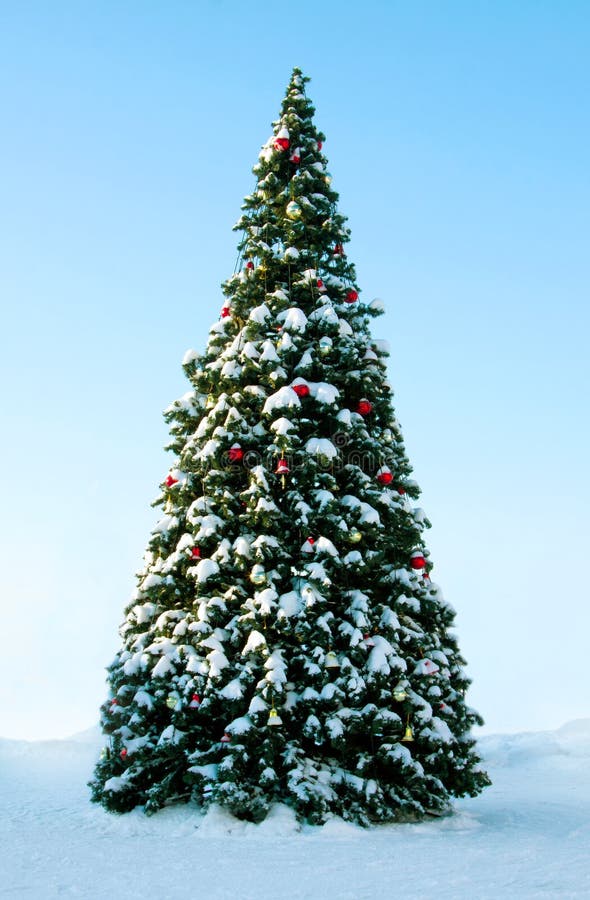 Christmas tree outdoor stock photo. Image of abstract - 27867774