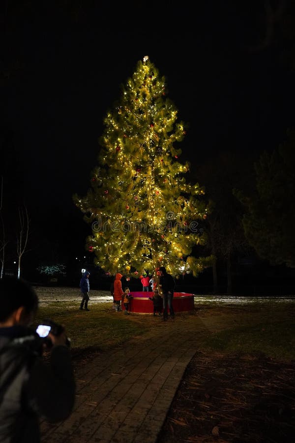 Christmas Tree in the Park during the Nighttime Stock Photo Image of