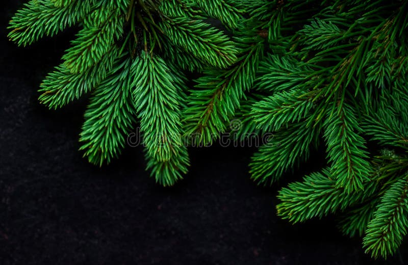 Christmas Tree Pine Branches On Black Background. View From Above