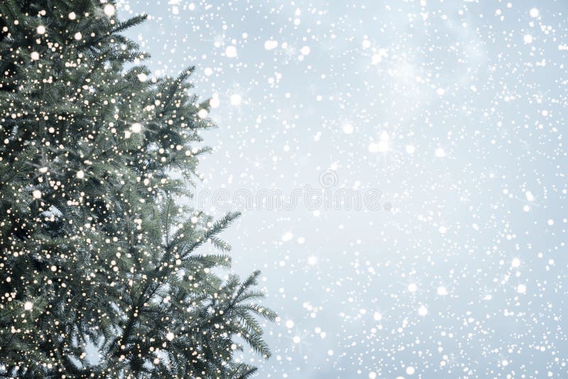 Christmas tree pine or fir with snowfall on sky background in winter.