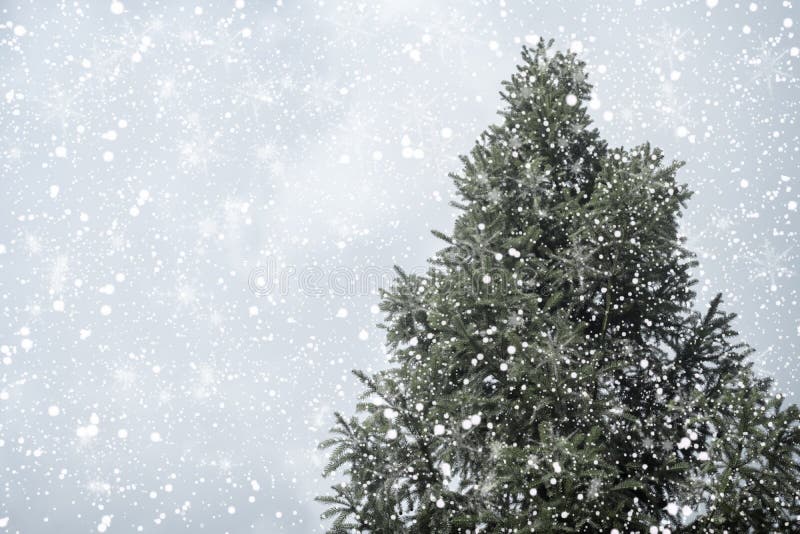 Christmas tree pine or fir with snowfall on sky background in winter.