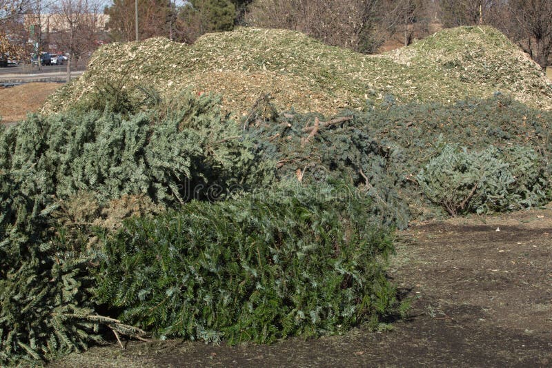 Christmas Tree Recycling stock photo. Image of environmential 84487322
