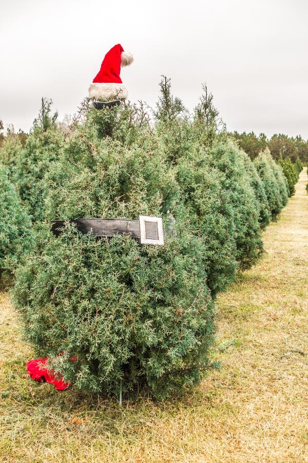 Christmas Tree with Santa Hat on South Carolina Farm Stock Photo