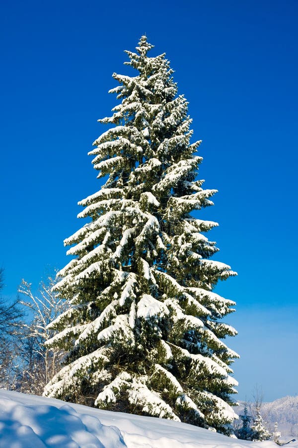 Christmas Tree with Snow stock photo
