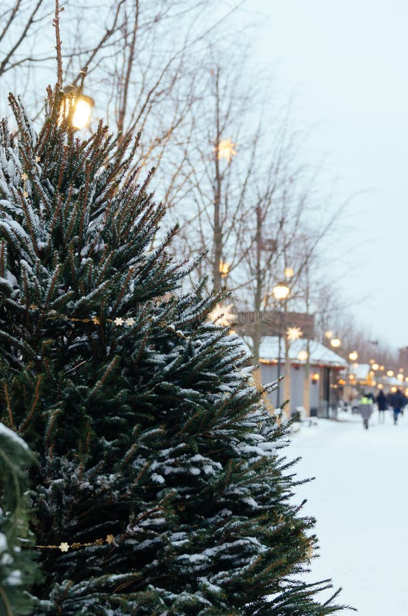 Christmas Tree Under the Snow. Christmas Fair, Market. Winter Park