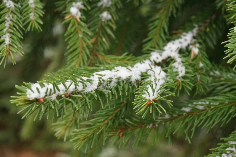 Christmas tree under the snow stock photography Christmas tree under the snow stock photography