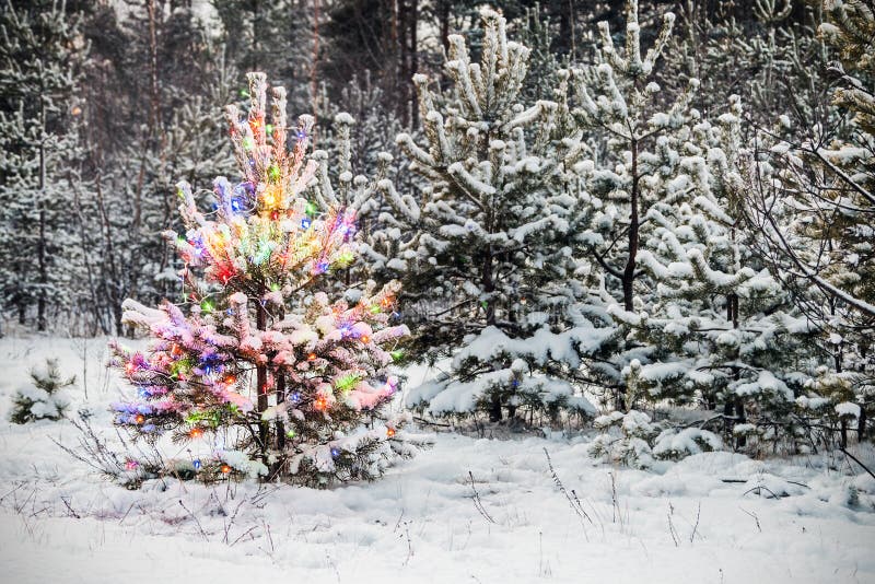 Christmas Tree in Winter Forest Stock Photo Image of decoration