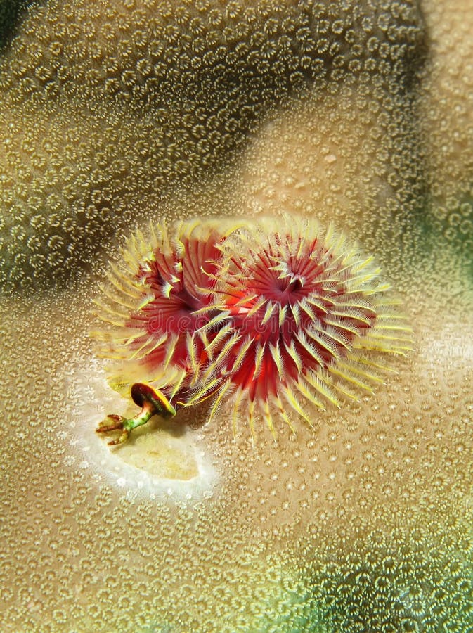 Christmas Tree Worm